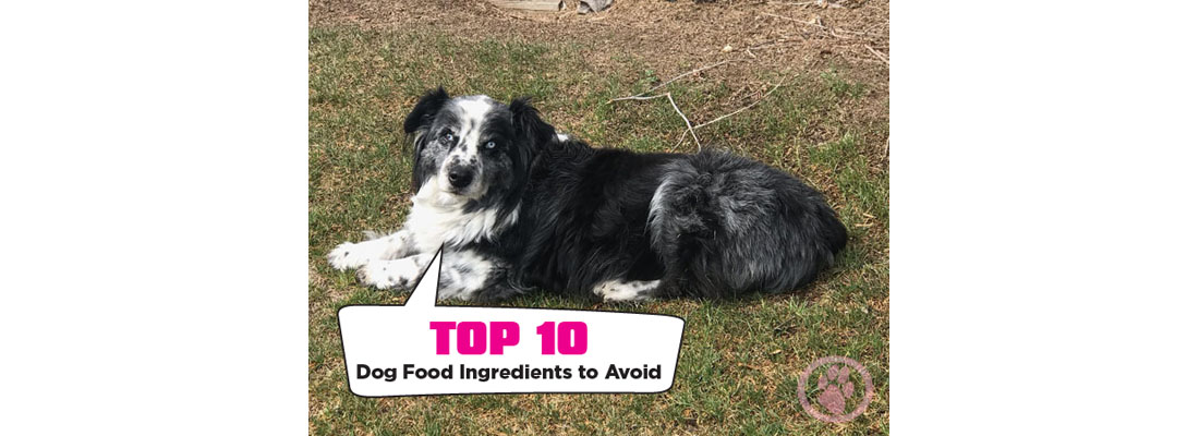 Dog food ingredients to avoid