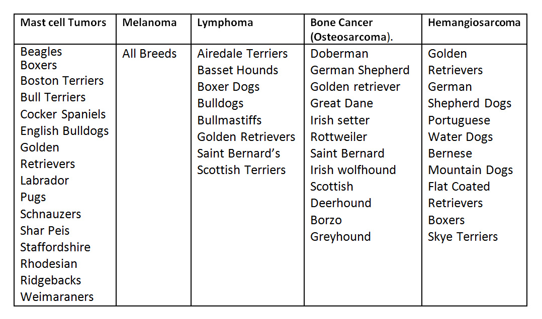 what percentage of dogs die of cancer