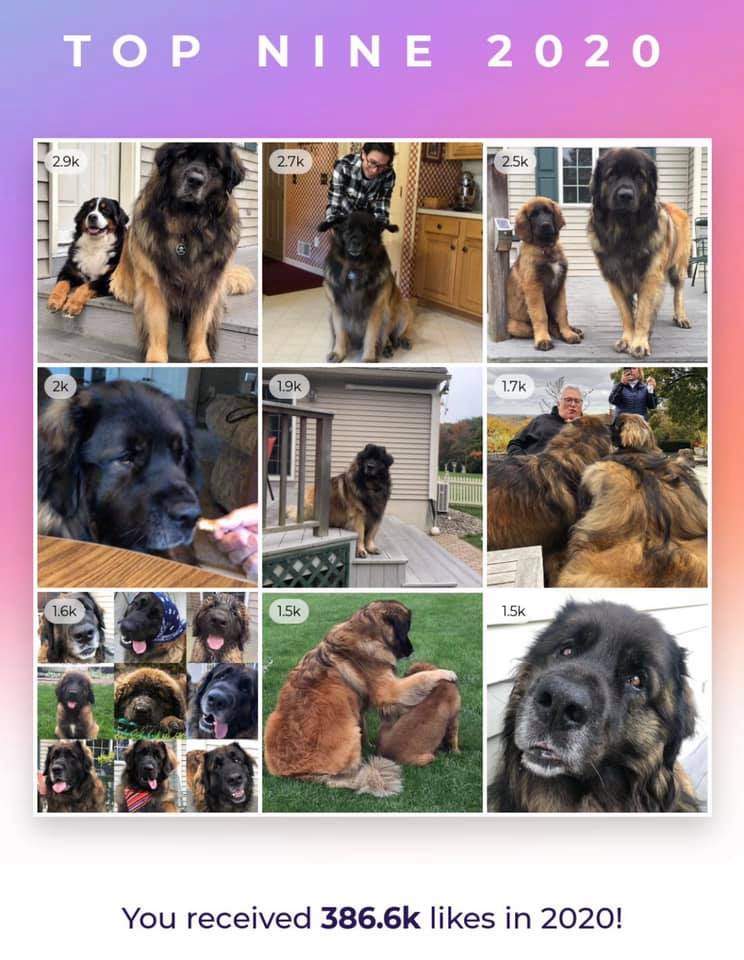 Leonberger dog breed