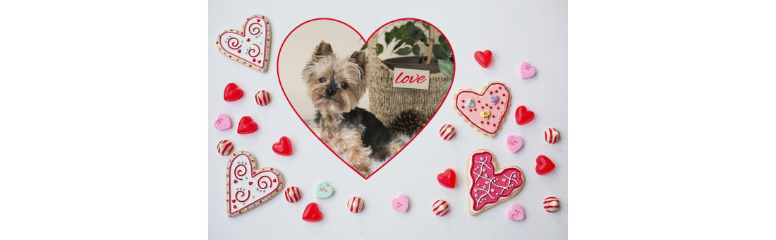 Top Ten Valentine's Day Ideas to Make Your Dog Feel Special