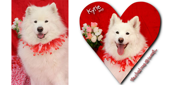 Top Ten Valentine's Day Ideas to Make Your Dog Feel Special