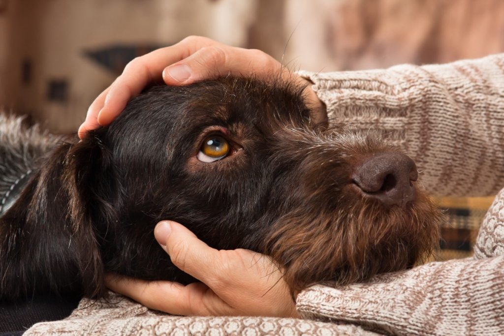 early signs of cancer in dogs - hands petting dog