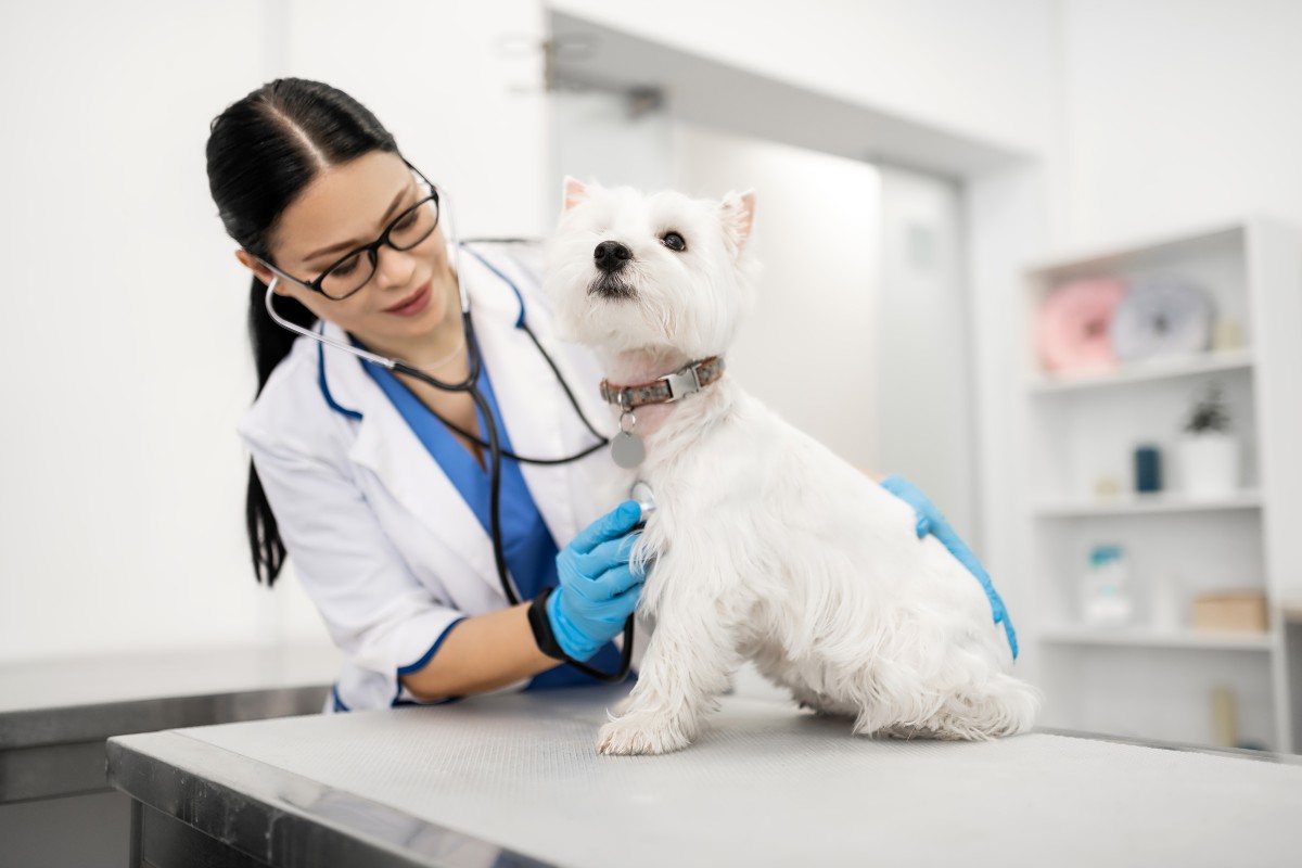 Canine Cancer Treatment - small white dog with female vet