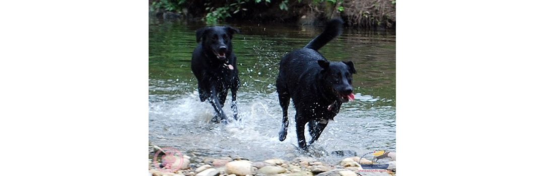 What are Good Tumor Margins in Dogs blog image of dogs playing