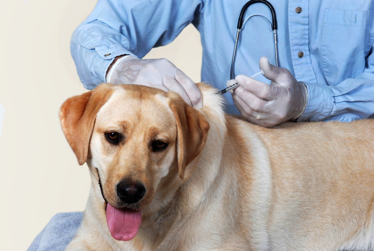 dog cancer warning signs - fine needle aspirate