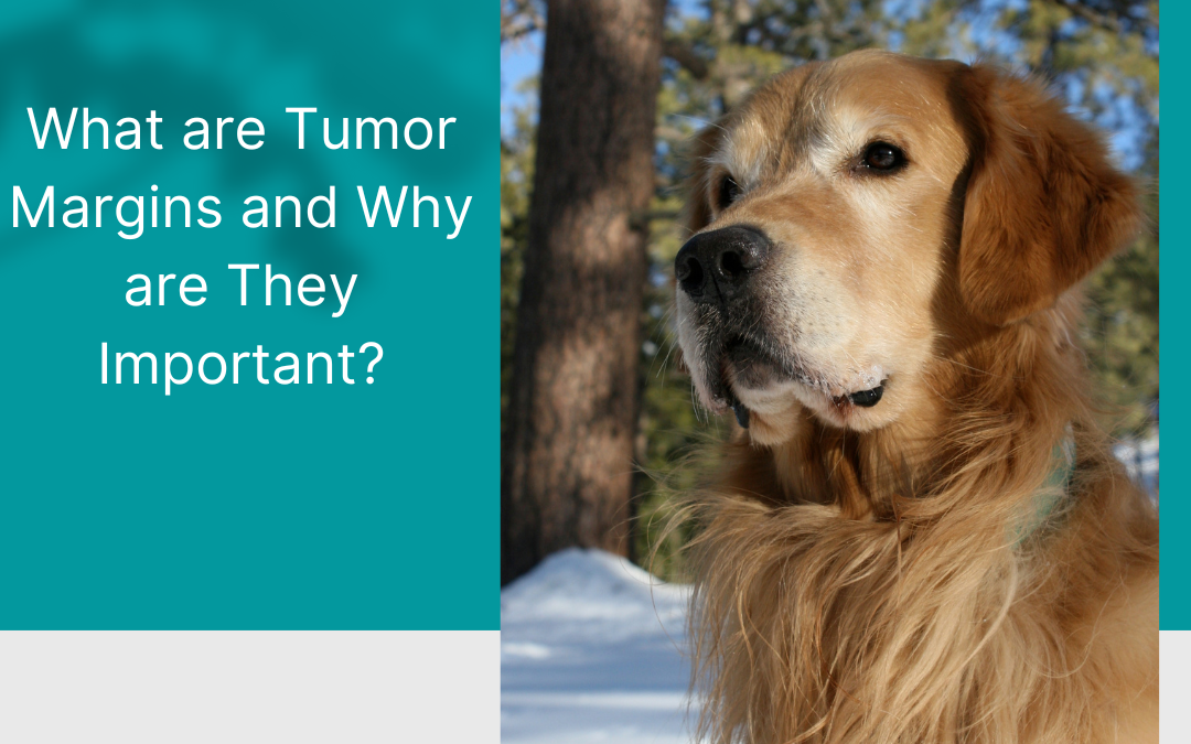 canine cancer tumor margins