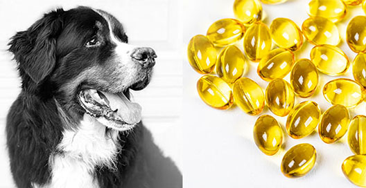 Fish Oil Dosing in Pet Diets and Supplements