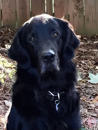 Canine Cancer Memorial Donation