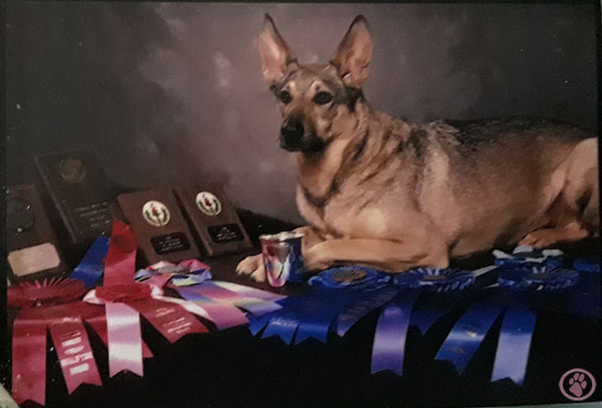 Canine Cancer Memorial Donation