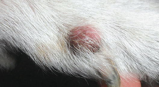 Sebaceous Adenoma Dog