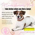Take Action when you find a lump!