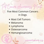 Five Most Common Cancers in Dogs