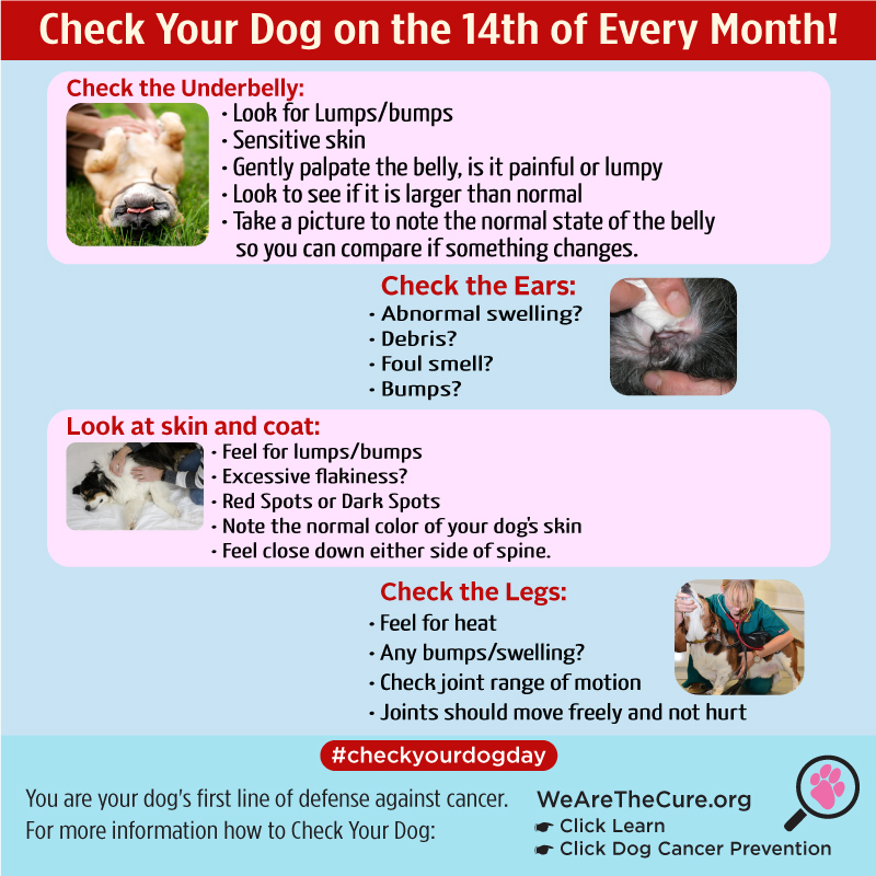 Dog Cancer Prevention | The National Canine Cancer Foundation
