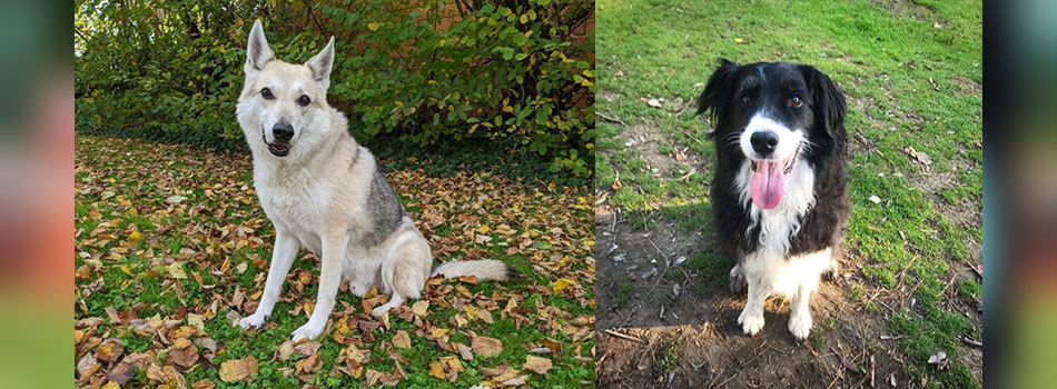 Canine Leukemia Prognosis, Treatment & Survival Stories