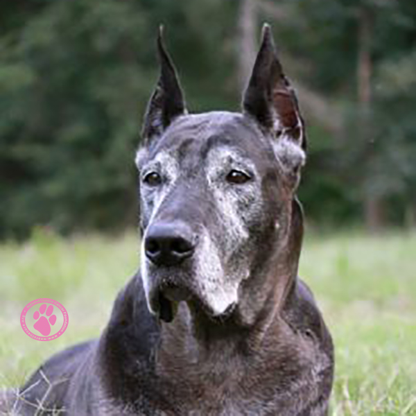 Our online store manager Kelly Fails and her Great Dane Prime