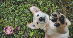 Dog on back with paw in air