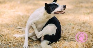 Cutaneous Lymphoma Dog itching in grass