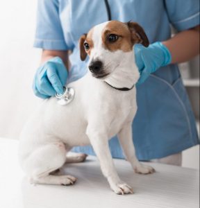 dog at vet for plasmacytic tumor symptoms