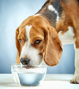 dog drinking water for Multiple Myeloma Treatments 
