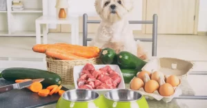 Dog looking over fresh foods