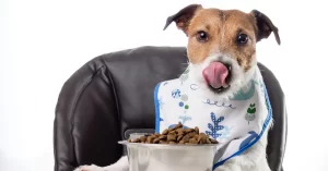 Dog enjoying a tasty meal