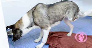 Dog with an amputated leg Osteosarcoma bone cancer