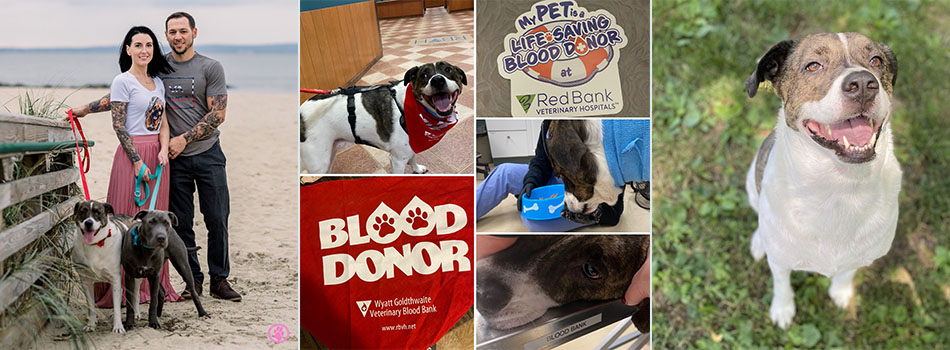 Blood Banks For Dogs | Why & How Your Dog Can Donate