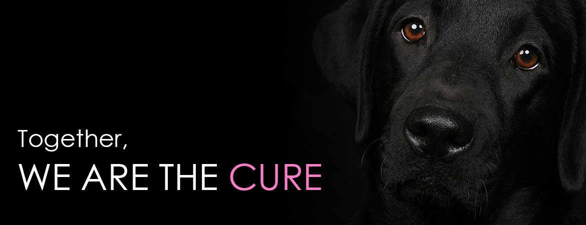 can dog cancer be cured