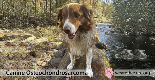 Canine Osteochondrosarcoma