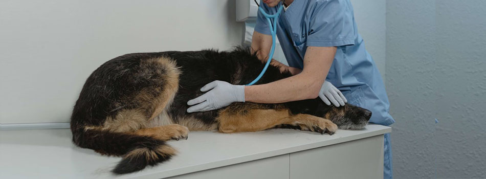 Gastric carcinoma (stomach cancer) is a very common cancer in dogs