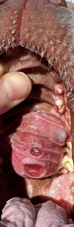 Canine Osteochondrosarcoma