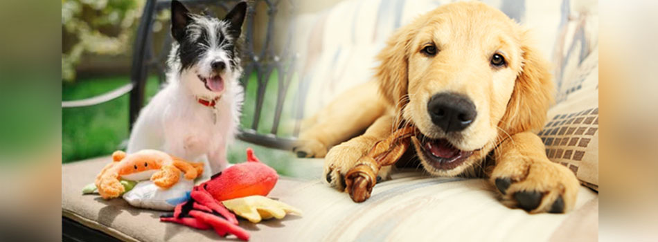 How to Avoid Toxic Dog Toys that Can Cause Cancer