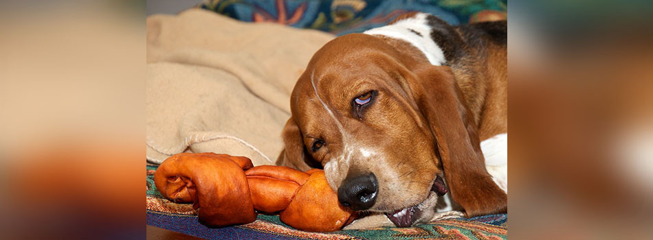 Is Rawhide Safe for Dogs?