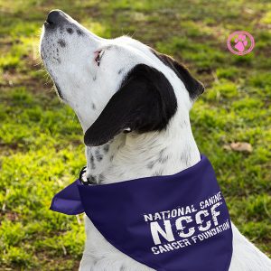 Cute dog with bandana that says NCCF