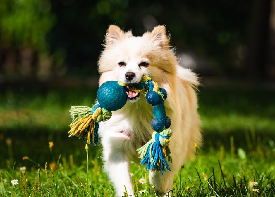 Dangerous Toys To Keep Away From Your Pet
