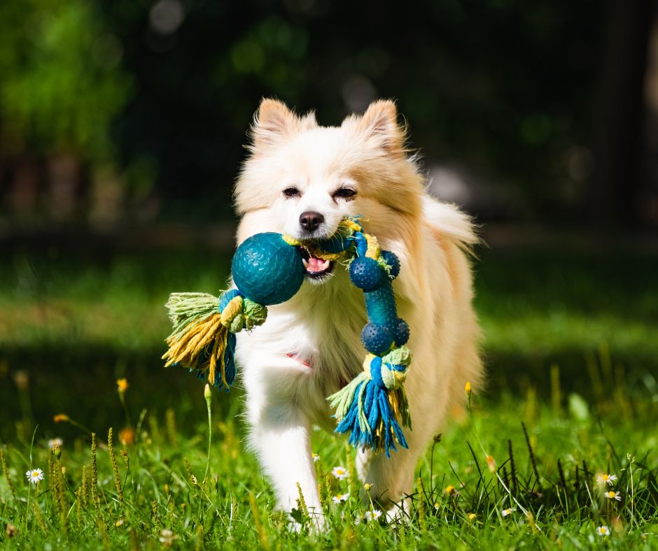 4 Safe Dog Toys and 4 to Avoid!