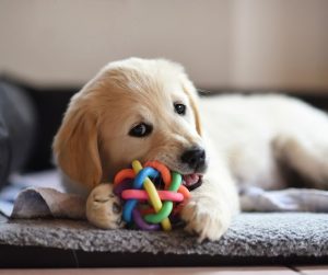 Small dog playing with small chew toy