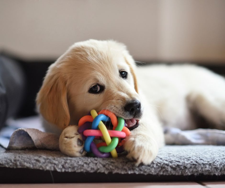 https://wearethecure.org/wp-content/uploads/2023/08/safe-chew-toys-for-dogs.jpg