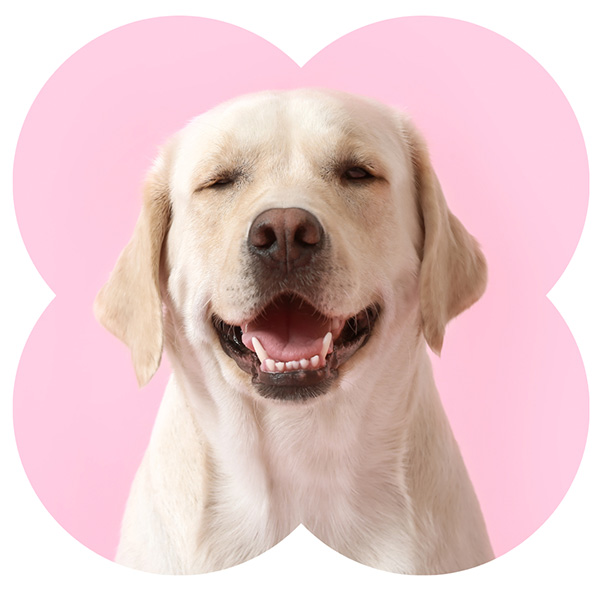 Dog Cancer Info & Help | The National Canine Cancer Foundation
