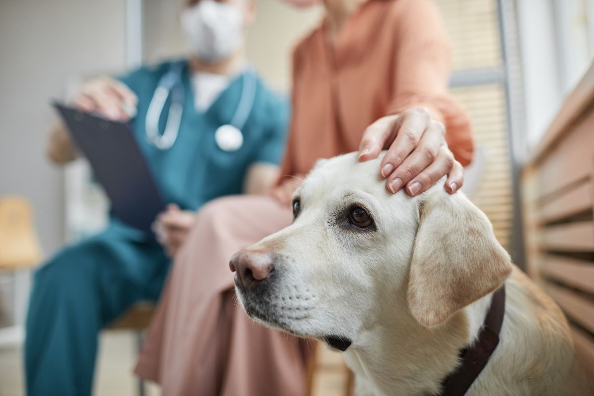 Common Dog Bladder Problems: Recognizing UTI, Urinary Stones, Cystitis ...