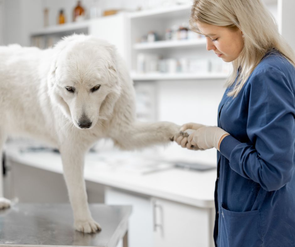 Dog being checked by vet for melanoma