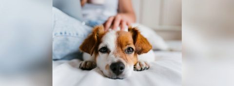 Where Are Lymph Nodes In Dogs And How Do You Check Them? - The National ...