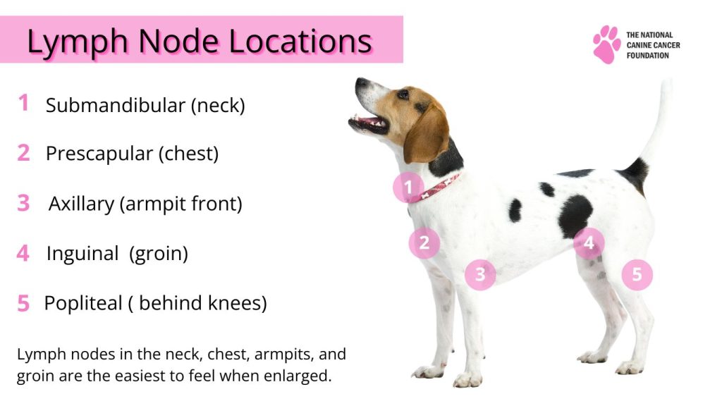 Dog looking at the list of lymph node locations