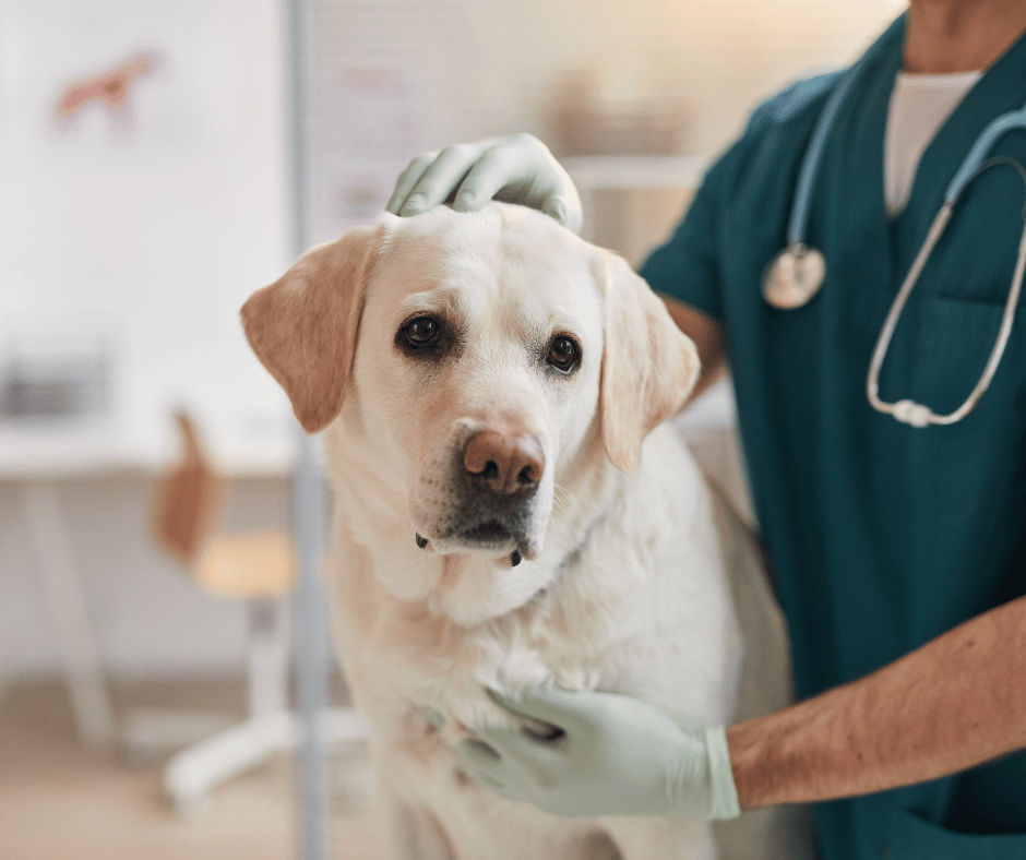 Dog being checked for Adrenal Medullary Tumors