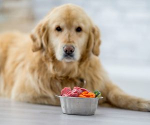 Golden Retriever with bowl of raw dog food