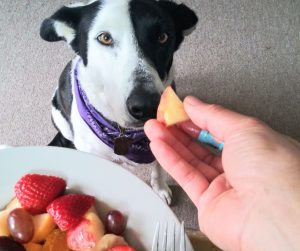Dog getting raw food
