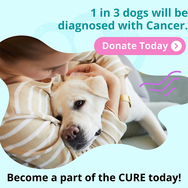 Cure Canine Cancer Dog Cancer Cure