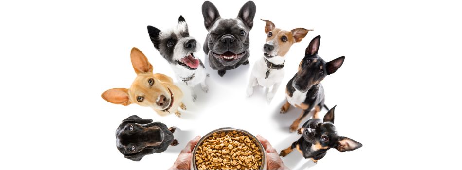 Homemade Dog Food Benefits & Risks For Your Pup