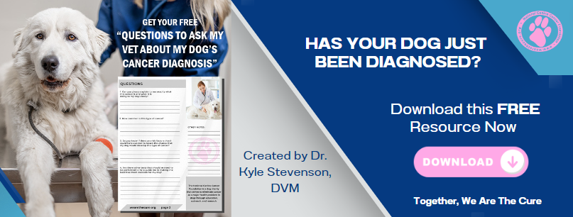 NCCF Download free questions to ask your vet image that has a white dog and vet in background on it